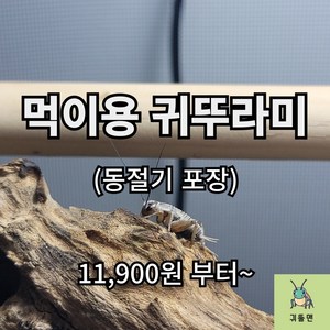 [귀뚤맨] 귀뚜라미 파충류 양서류 먹이용 쌍별귀뚜라미 극소 소 중 대 50 100 200, 1g, 50개, 소