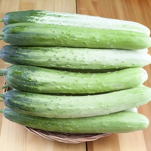 [재구매율1등]최고급원조품종 명품 백다다기 백오이, 1세트, 오이 2kg(개당 140-200g)