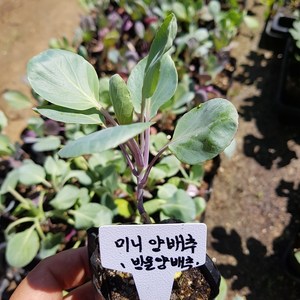 [모종모종]방울양배추 모종(2개 )(미니양배추) 꼬꼬마양배추 모종