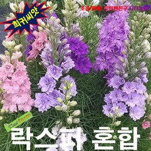 (희귀씨앗) 락스퍼 왜성종 혼합 15립, 1개