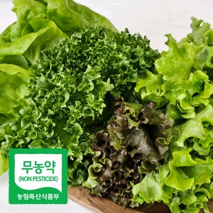 모듬쌈채소 상추 유러피안채소 샐러드 유럽 국내산 버터헤드, 1개, 1kg