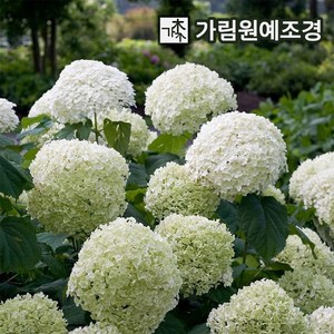 미국수국 아나벨 스트롱아나벨 핑크아나벨, 스트롱아나벨 6치포트 개화주, 1개