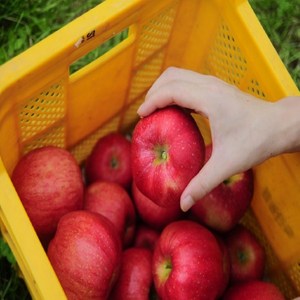 [재구매율1위] 산지직송 꿀먹은 부사사과 홍로사과, 1개, 2kg