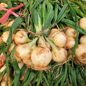 맛통령 국내산 잎양파 줄기양파, 1개, 2025년 햇 잎양파 2단