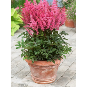 [블루밍야생화]핑크아스틸베 모종*8/20/80세트-농장직판(여름꽃 노루오줌), 20개