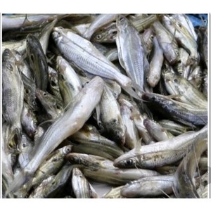 냉동 동자개 미얀마생선 동자개 500g, 1개