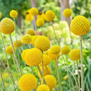 [모야모 꽃씨] 옐로우볼드럼스틱 25립 씨앗, 1개