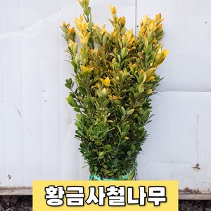 황금사철나무 묘목 10그루 정원수 생울타리, 10개