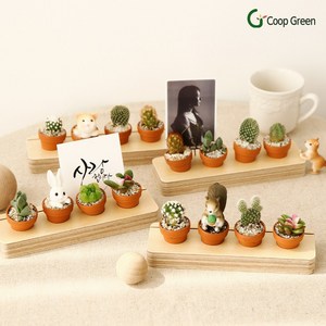 다육이 미니선인장 미니 화분 승진 집들이 인테리어 반려식물 5구, 미니 다육이 5구 피규어, 미니 다육이 5구 피규어, 1개