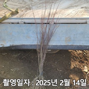 착한가격 나무생각 / 청단풍 / 실생2년 / 1등묘, 1개