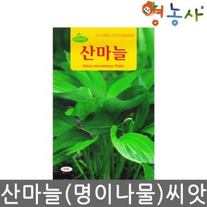 청농 산마늘 씨앗 50립 명이나물 종자 키우기, 1개