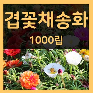 겹채송화씨 1000립 겹채송화 씨앗 포체리카씨 꽃 종자, 1개