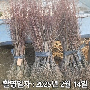 충주원예조경 / 청단풍 / 실생2년 / 1등묘, 1개