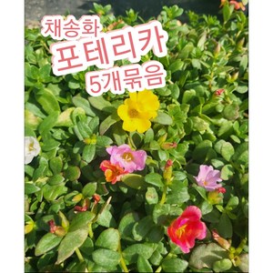 채송화-포테리카 5개묶음/앙증맞고 예쁜 꽃 채송화, 5개