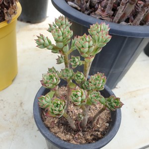 [수암다육] 구미리 랜덤발송 Echeveia spectabilis 'Kumenosato' 랜덤발송 다육 다육이 다육식물 679, 1개, .