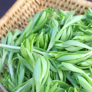국내산 돌나물 돈나물 돗나물 무침 나물반찬 산지직송 200g 400g 1kg 4kg, 1개