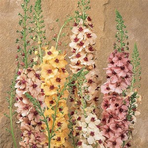 버바스쿰 서던참(종자 꽃씨앗 / 10립)Verbascum Southern Charm, 1개