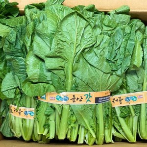 당일수확 명품 여수 돌산갓 생갓, 1박스, 돌산갓 3kg