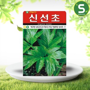 솔림텃밭몰 신선초씨앗 100립 약초씨앗 산야초 민속채소 신선초, 1개