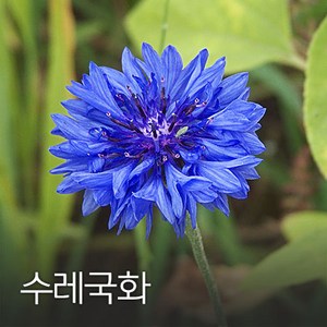 코리아팜 수레국화100g, 1개