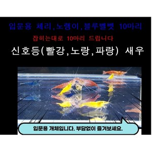 알록달록 신호등새우 [10마리] (빨강 노랑 파랑), 1개, 10g