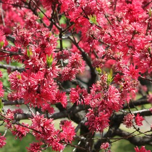 남경도화 꽃복숭아 나무 묘목 분묘, 1개, 남경도화 빨강 분묘