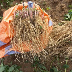 국산 생 우슬뿌리 2kg / 세척하지 않은 생 우슬 뿌리, 2개, 1kg