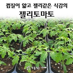 [모종심는아빠] 껍질이 얇고 젤리같은 식감의 젤리토마토 모종, 젤리토마토 빨강1컵, 1개