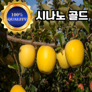 [산지직송] 16brix 꿀맛 시나노 골드 사과 가정용 선물용 소과 중과 3kg 5kg, 1개, 고급용 중과 10-14과 (개별망) 3kg