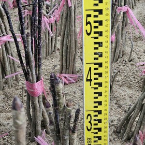 가시없는 엄나무 민엄나무 묘목 2년생 두릅나무 전국재배 음나무 특묘, 1개, 30센치전후