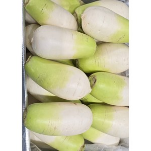 알뜰농장 제주도 다발무 작업 월동무 동치미 햇무 3~4수(3~4kg내외) /6~7수(6~7kg내외), 1개, 제주도 월동무 6~7수 (6~7kg내외)