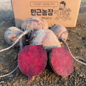 만근농장 국내산 고당도 햇 레드비트, 1개, 3kg