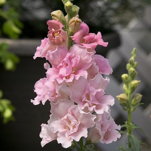 금어초 트위니 로즈(종자 꽃씨앗 / 10립)Snapdragon Twinny Rose, 1개