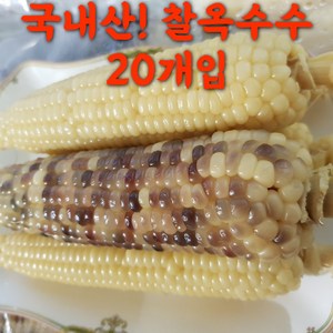 해풍맞고 자란 국산 찰옥수수 10+10개 (총20개) 알이 실하고 맛있는 옥수수, 20개