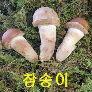 곡성 무농약 참송이버섯 1kg /500g (2시전 주문시 내일도착), 1박스, 가정용 1Kg