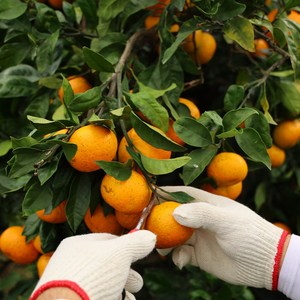 산지로드 고당도 제주 감귤, 1개, 5kg 로얄과(S/M)