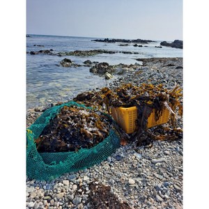 자연산 돌미역 해녀 미역 산모미역 동해안 구룡포 돌미역, 500g 진공포장 1+1