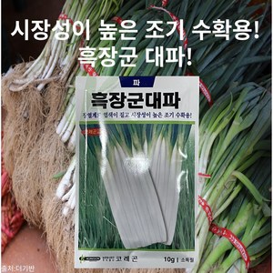 코레곤 장열계로 엽색이 짙고 시장성이 높은 조기 수확용 대파! 10g, 1개