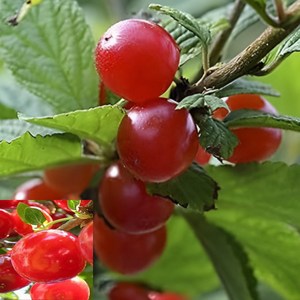 목하원예조경 접목 앵두나무/ 접목1년특 앵두묘/앵두나무묘목, 1개