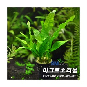 미크로소리움 [1포트], 1개