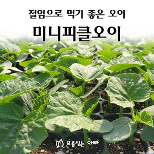 [모종심는아빠] 절임용으로 먹기 좋은 미니피클오이(트레이), 모종3개, 1개