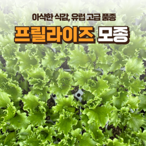 [유럽상추모종] 정프러그 유럽상추 모종 모음 유럽 상추 모종, 72개, 프릴라이즈