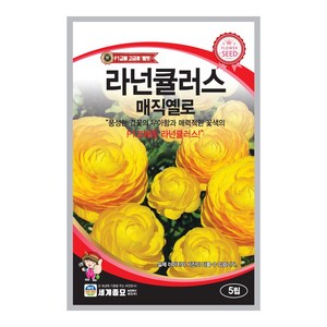 꽃씨-라넌큘러스 맥직옐로우 매직로즈 품종 F1 고급수입 종자, 선택2) 매직옐로우 5립, 1개