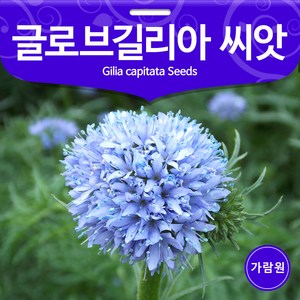 글로브길리아 씨앗 꽃씨 꽃씨앗 야생화 종자 200알, 1개