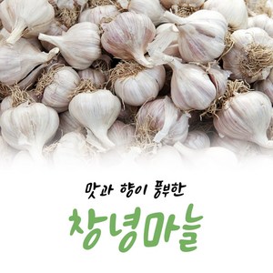 24년 햇마늘 창녕 대서 통마늘 1kg, 1개