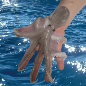 [특상품] 산지직송 국내산 활쭈꾸미, 1개, 생물쭈꾸미 1kg