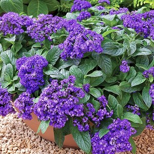 [모야모 꽃씨] 헬리오트로프 20립 씨앗, 1개