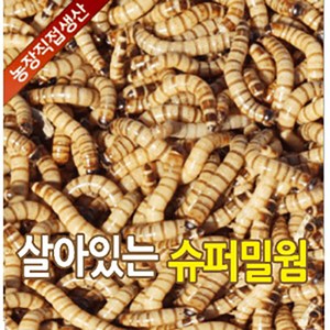 성충 안되는 살아있는 슈퍼밀웜 1cm ~ 6cm 50마리 부터 2000마리 판매 파충류 도마뱀 먹이 안전포장, 4-5cm 100마리, 1개, 1g