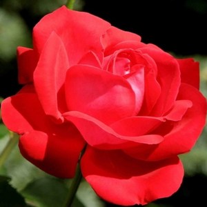 덩굴장미나무 묘목 빨강장미, 빨강