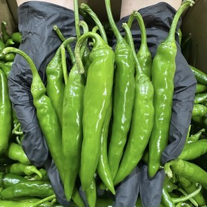 한 겨울에도 매운 청양고추 300g 500g, 1개